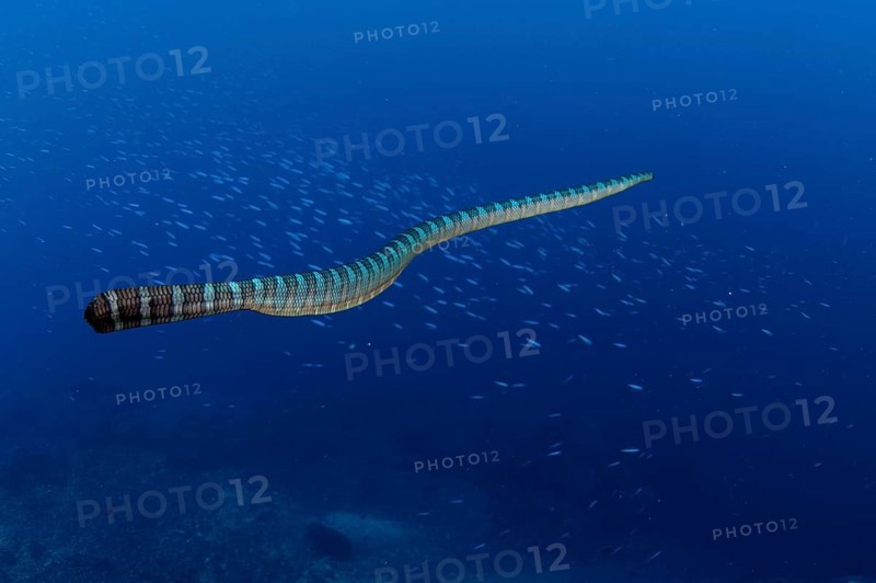 Adder flat-tail