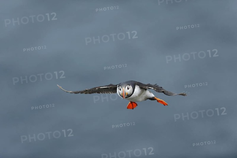 Puffin