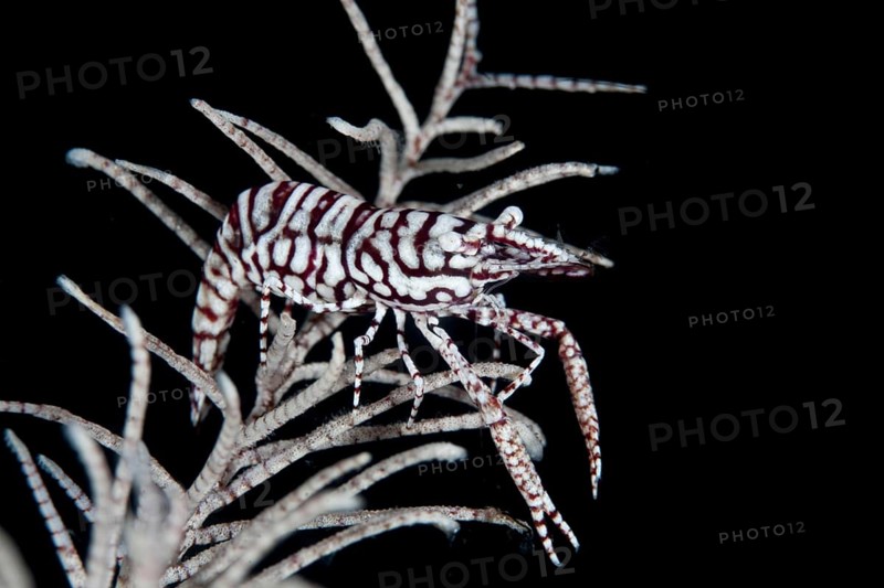 Leopard Crinoid Shrimp Laomenes
