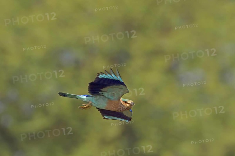 Indian indian roller