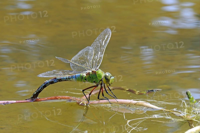 Emperor dragonflies