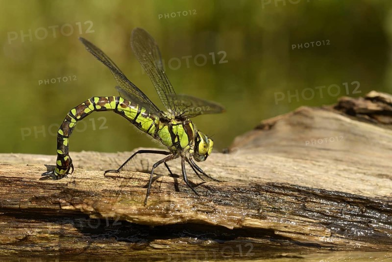 Southern hawkers