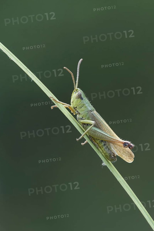 Meadow grasshopper
