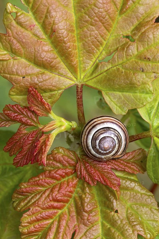Brown-lipped grove snail