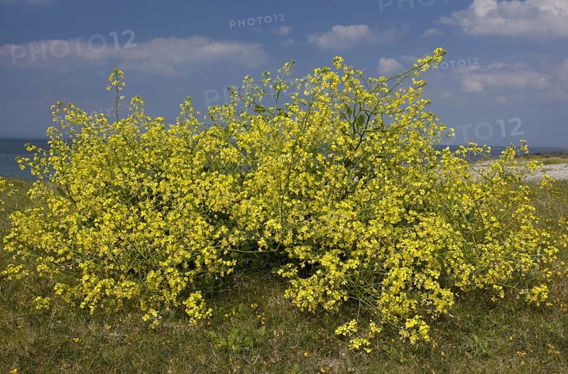 Flowering horseradish