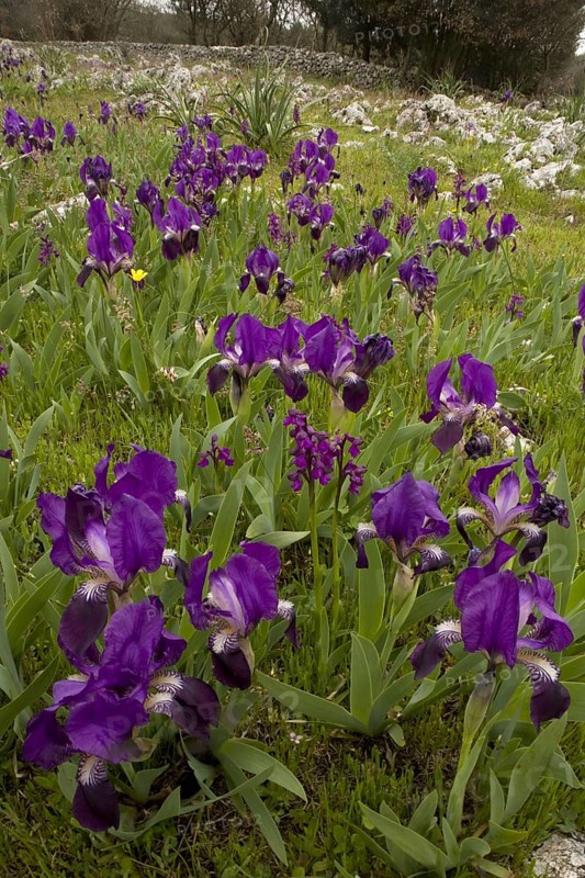 Purple form of the crimean iris