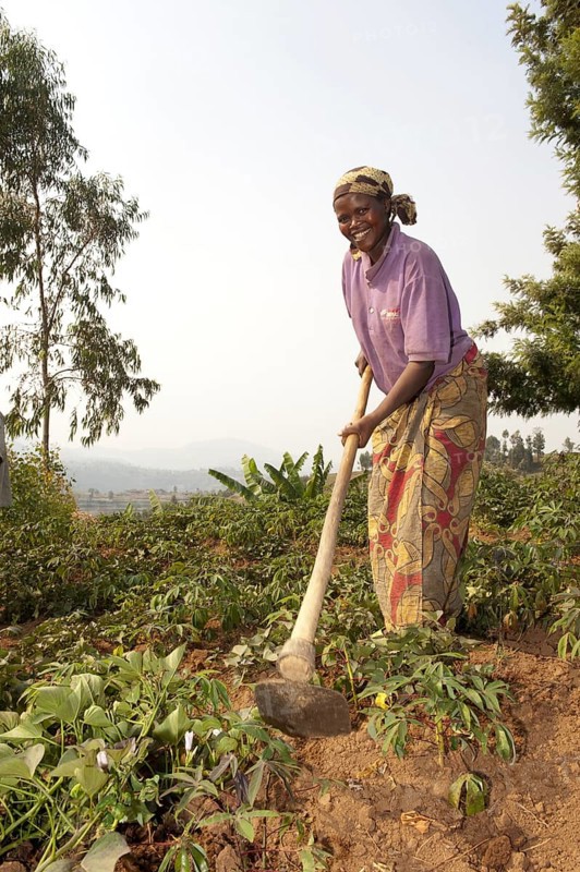 Cassava crop