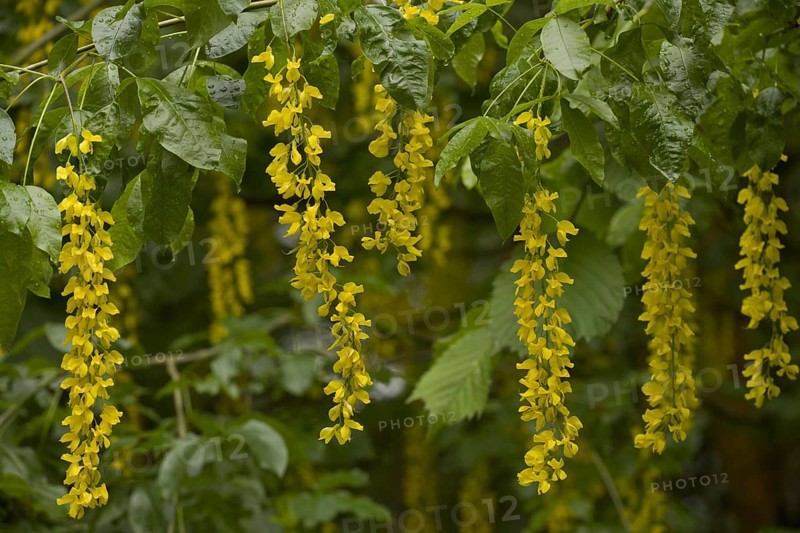 Alpine Laburnum