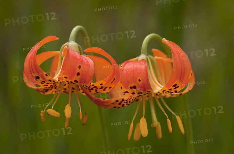 Panther Lily