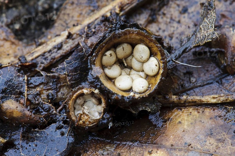 Field Bird's Nest Fungus