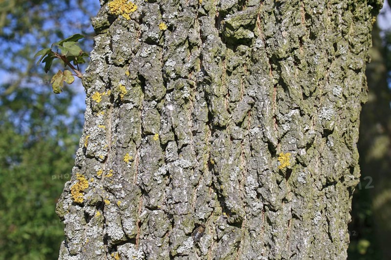 Field maple