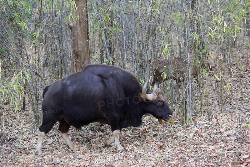 Gaur