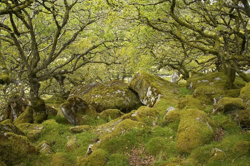 Stunted oaks with epiphytic moss