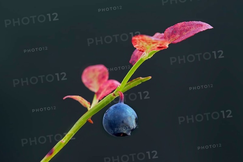European blueberry