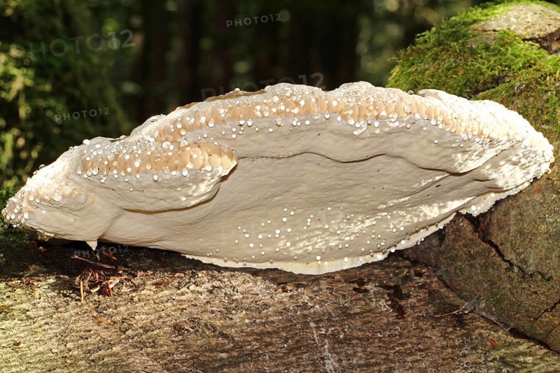 Red Banded Polypore