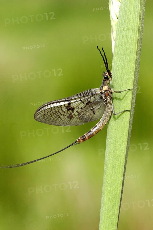 Common mayfly