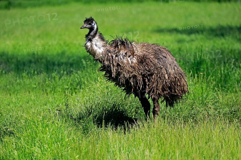 Emu