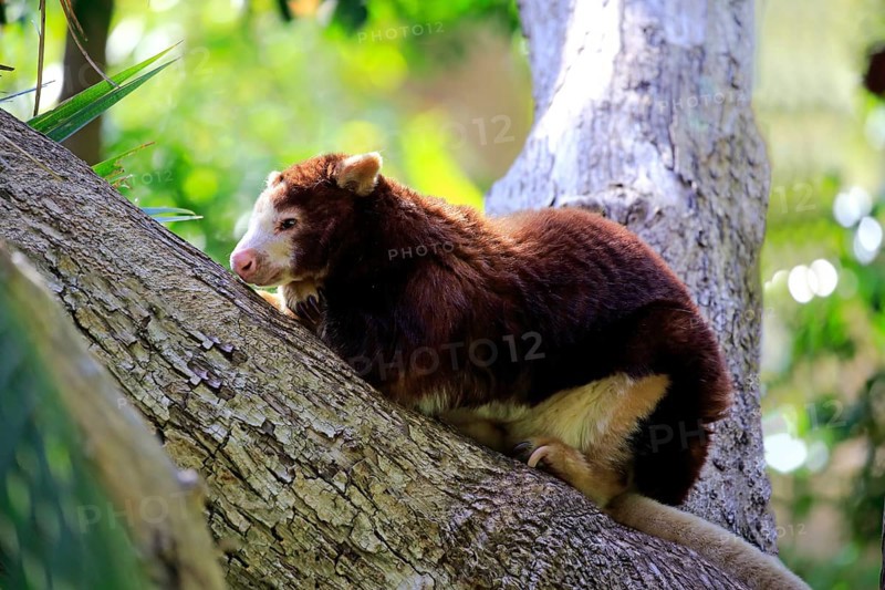 Matschie's matschie's tree-kangaroo