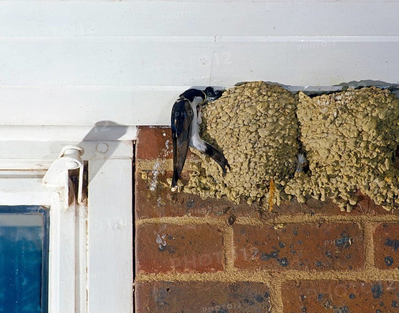 House common house martin