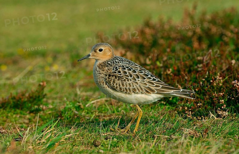 Buff-breasted Sandpiper