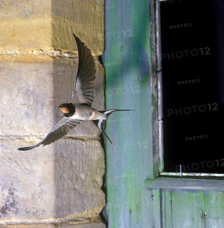 Barn Swallow