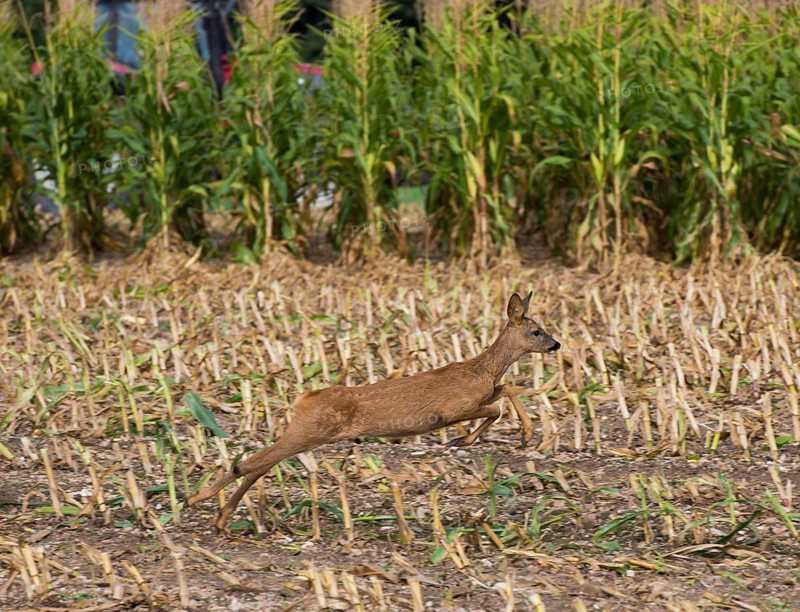 Western european roe deer