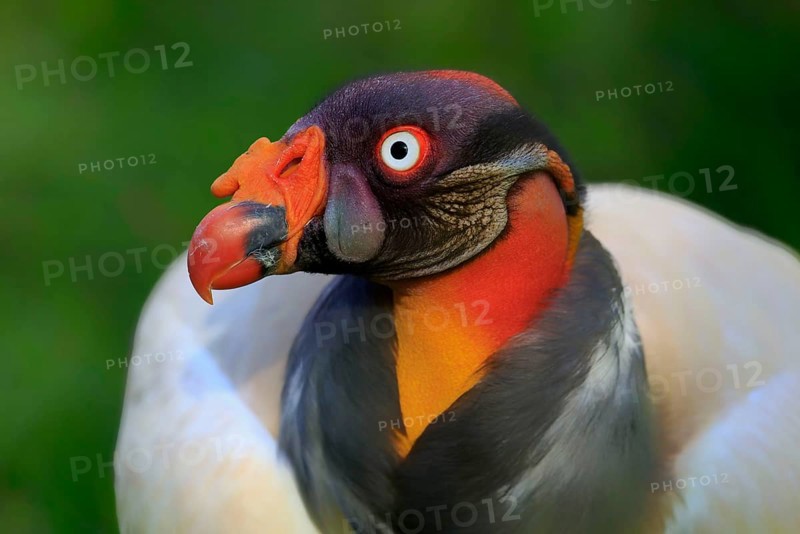 King vulture