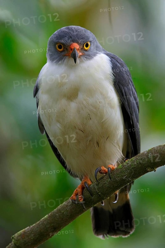 Semiplumbeous Hawk