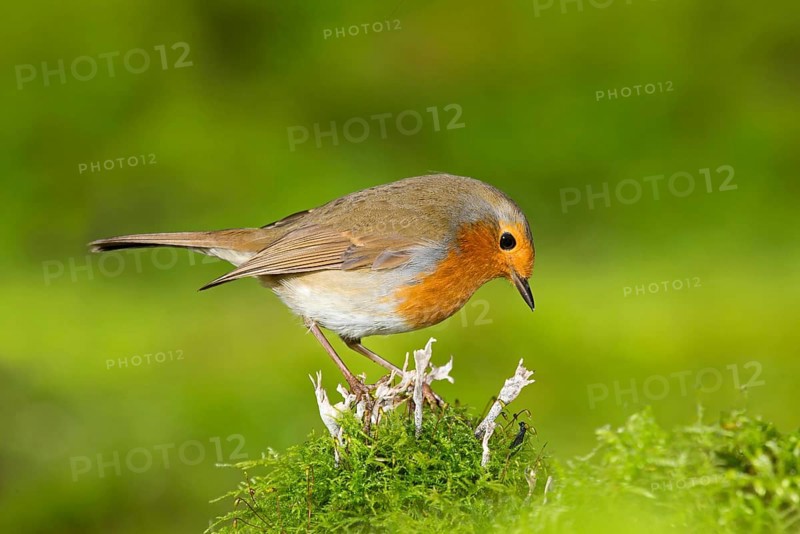 European european robin