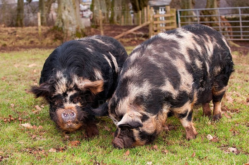 Domestic pig