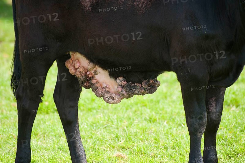 Domestic cattle