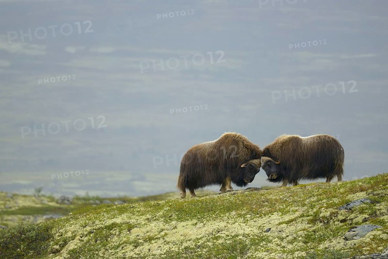 Musk oxes