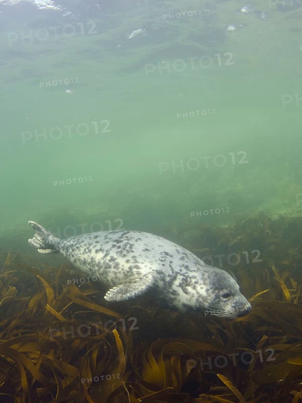 Grey seal
