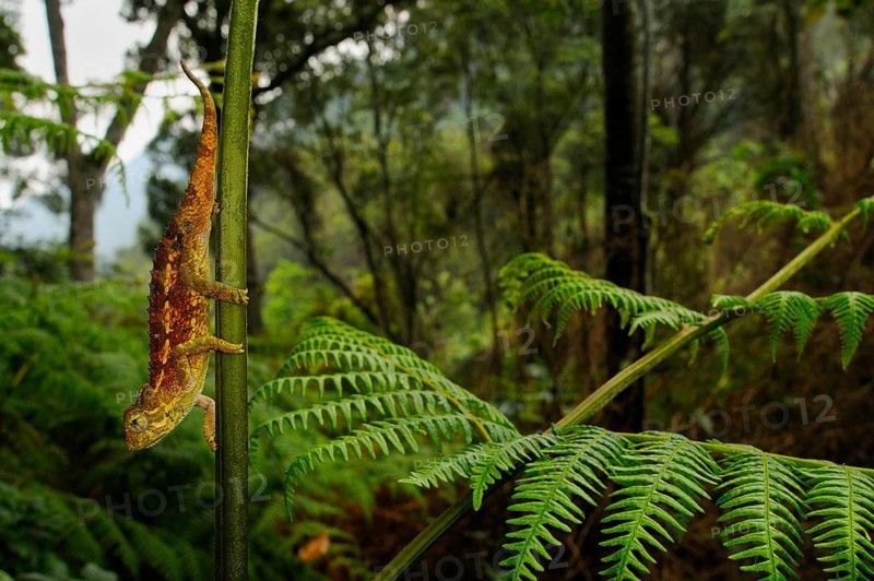 Rough coarse chameleon