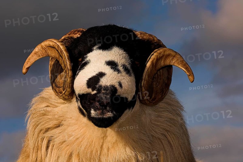 Domestic Sheep