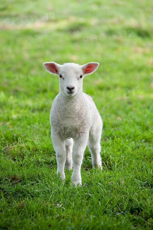 Domestic sheep
