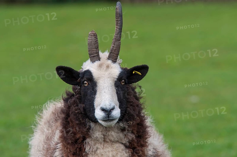 Domestic sheep