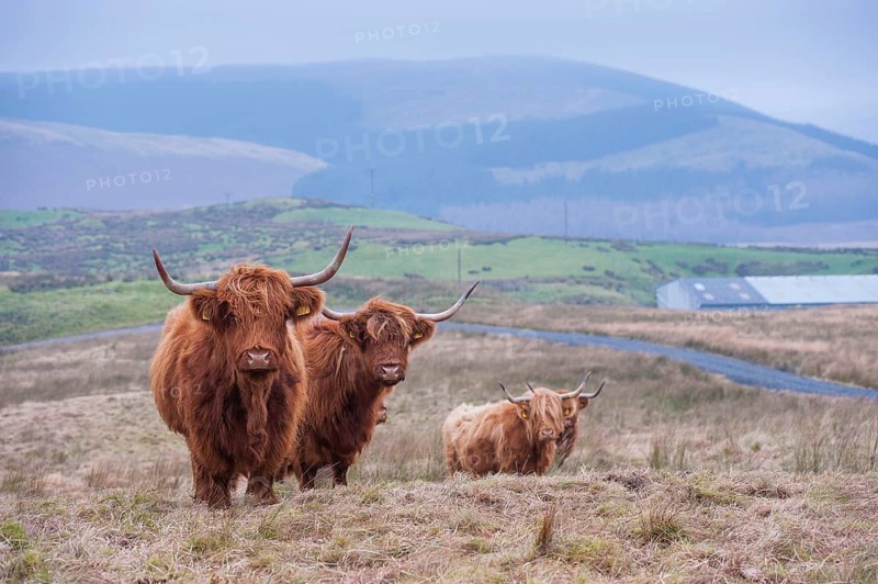 Domestic Cattle