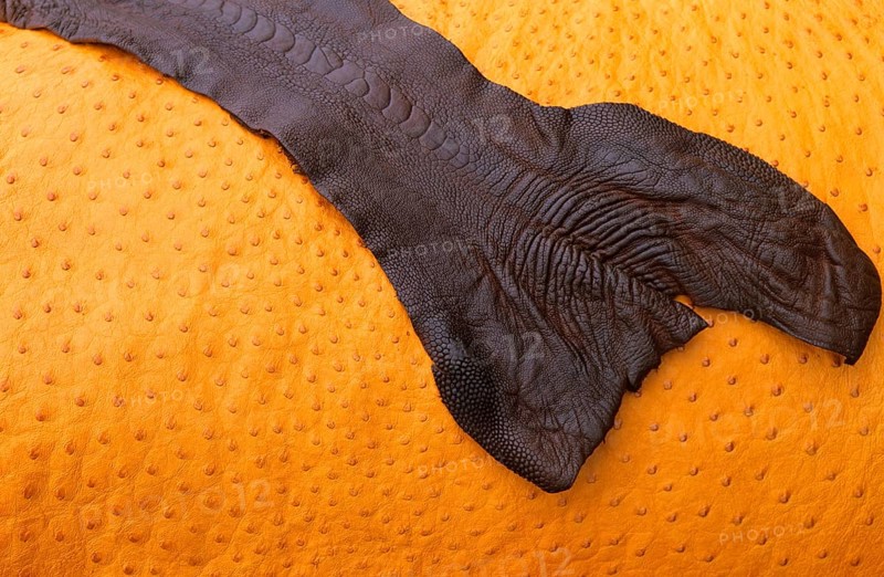 Common ostrich