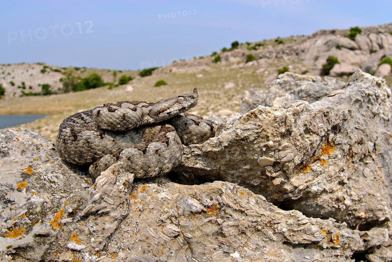 Nose-horned Viper