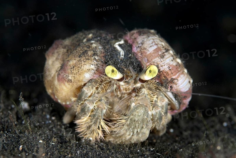 Pale Anemone Hermit Crab