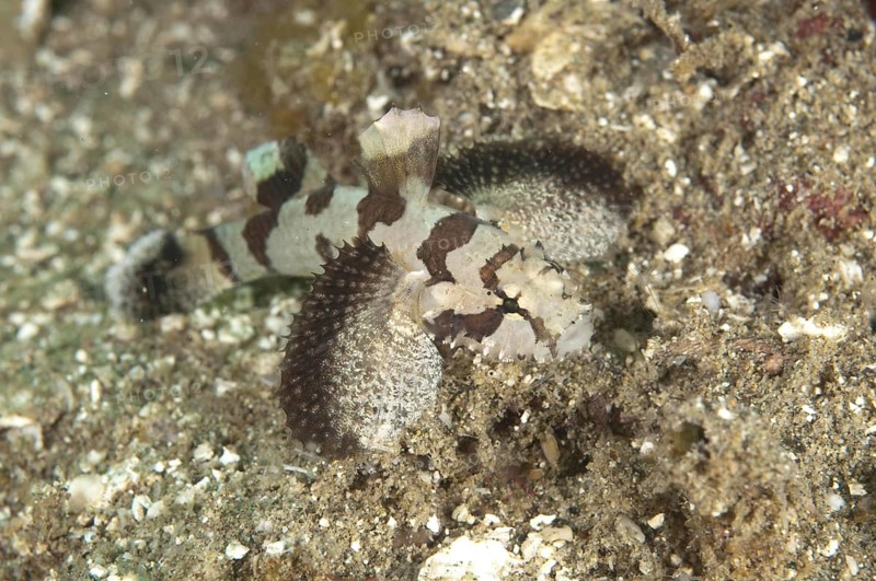 Frogfish
