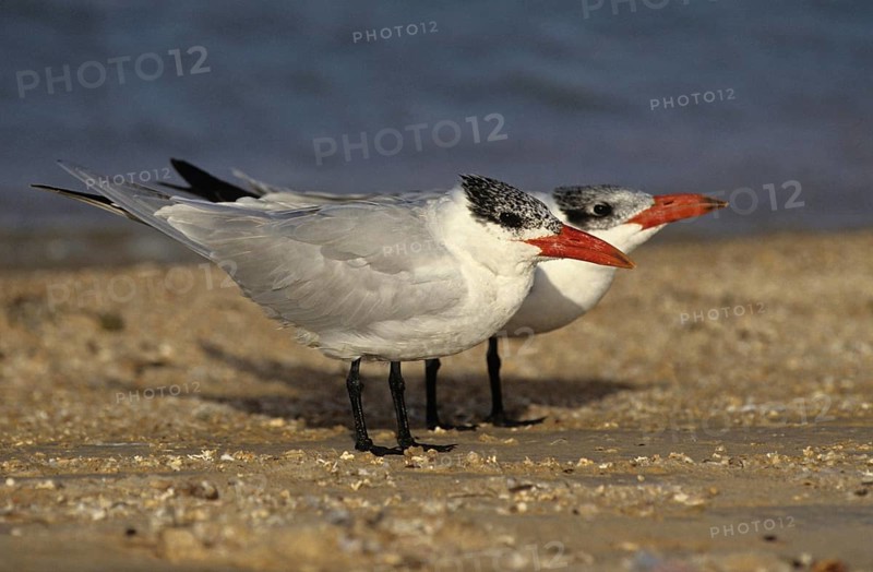 Caspian terns