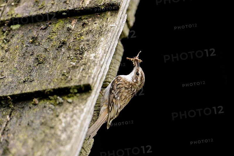 Eurasian treecreeper