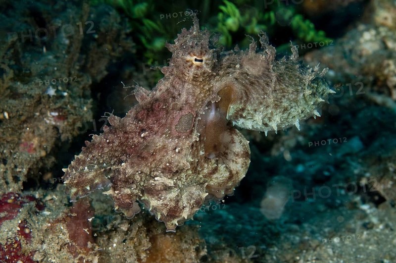 Octopus