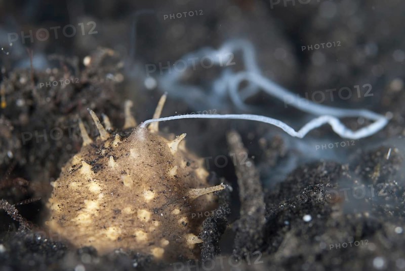Volcano sea cucumber