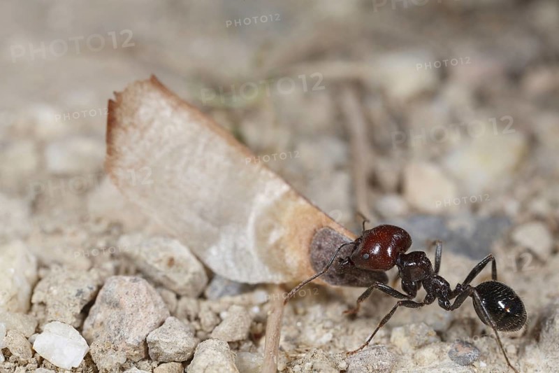 Harvester ant