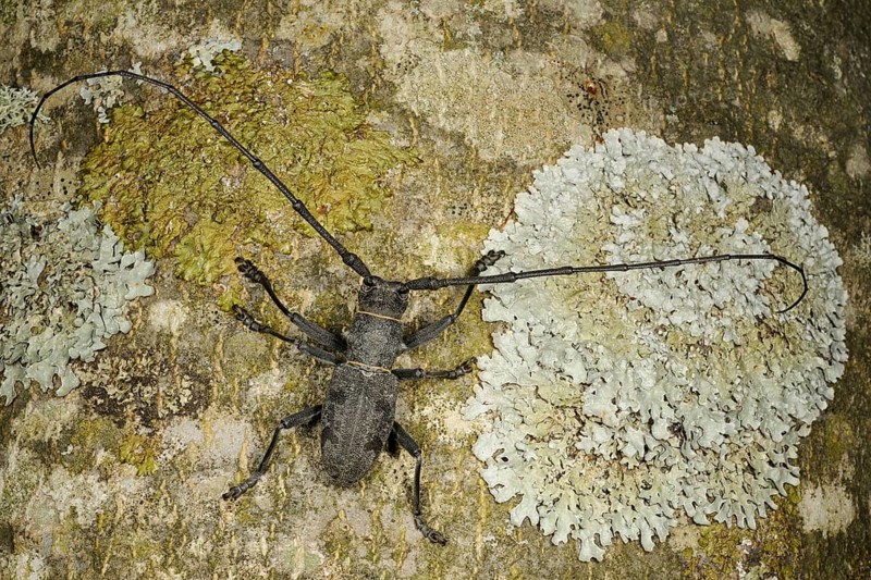 Longhorn Beetle