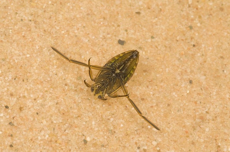 Spotted Water Boatman