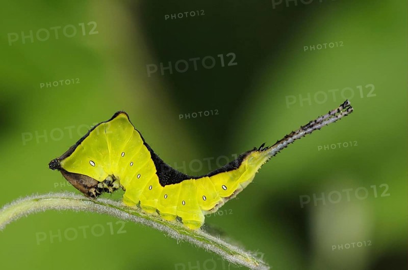 Puss moth